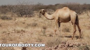TOUR OF BOOTY - American Soldiers In The Middle East Shopping For Good Arab Pussy